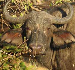 Cape buffalo