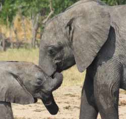 African elephant