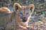 Lion cub