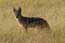 Black backed Jackyl