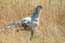 Secretary-bird