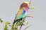 Birds of Africa