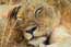 Female lions napping
