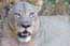 Female Lion