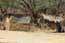 Village