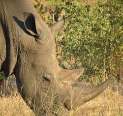 White rhinoceros